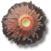 Brelocuri Jibbitz™ „Erupție vulcanică” Brelocuri Jibbitz™ „Erupție vulcanică”